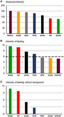 Developmental patterns of extracellular matrix molecules in the embryonic and postnatal mouse hindbrain